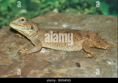 Xenagama taylori Banque D'Images