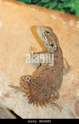 Xenagama taylori Banque D'Images