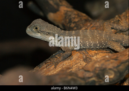 Physignathus lesueri Banque D'Images