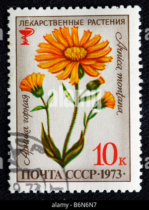 Arnica montana (Leopard's Bane, Wolf's bane, le tabac, l'arnica des montagnes), les plantes médicaments timbre-poste, URSS, Russie, 1973 Banque D'Images