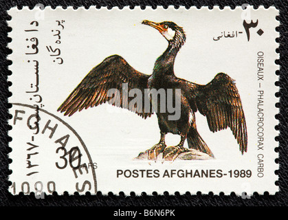 Grand Cormoran (Phalacrocorax carbo, Grand Cormoran, cormoran, Black Shag) , affranchissement de l'Afghanistan, 1989 Banque D'Images