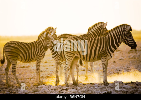 Les zèbres des plaines dans la poussière d'or tôt le matin, Etosha National Park, Namibie Banque D'Images