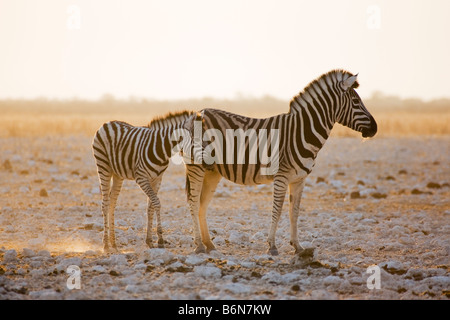 Les zèbres des plaines, Mare et son poulain, tôt le matin, la poussière d'or, Etosha National Park, Namibie Banque D'Images