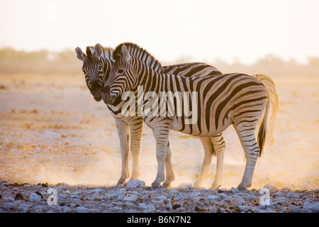 Les zèbres des plaines dans la poussière d'or tôt le matin, Etosha National Park, Namibie Banque D'Images