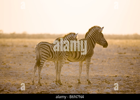 Les zèbres des plaines, Mare et son poulain, tôt le matin, la poussière d'or, Etosha National Park, Namibie Banque D'Images