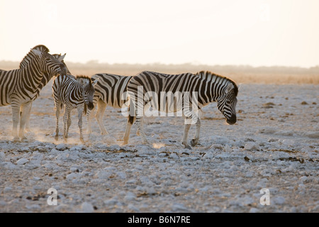 Les zèbres des plaines en marche tôt le matin la poussière d'or, Etosha National Park, Namibie Banque D'Images