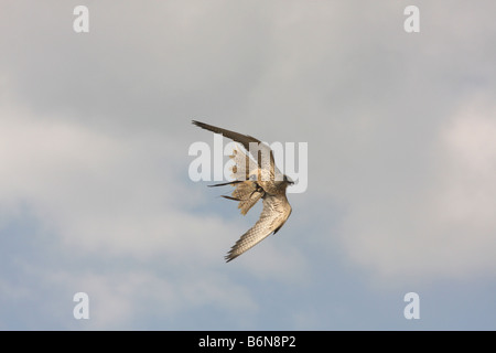 Gyr-faucon sacre en vol Banque D'Images