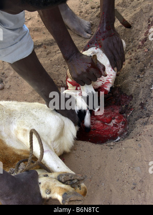 Tabaski ou l'Aïd Al Adha. L'abattage d'une chèvre dans un sacrifice rituel.La Gambie, Afrique de l'Ouest. Banque D'Images