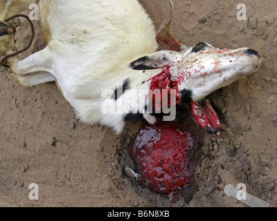 Tabaski ou l'Aïd Al Adha. L'abattage d'une chèvre dans un sacrifice rituel.La Gambie, Afrique de l'Ouest. Banque D'Images