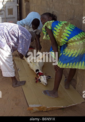 Tabaski ou l'Aïd Al Adha. L'abattage d'une chèvre dans un sacrifice rituel.La Gambie, Afrique de l'Ouest. Banque D'Images