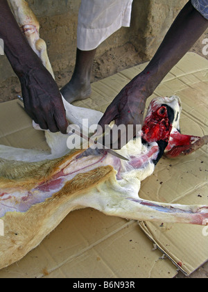 Tabaski ou l'Aïd Al Adha. L'abattage d'une chèvre dans un sacrifice rituel.La Gambie, Afrique de l'Ouest. Banque D'Images