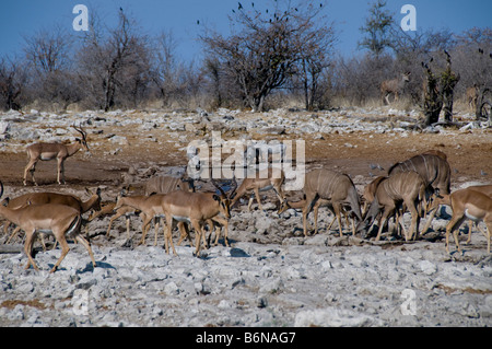 Etosha National Park Okaukuejo, jeu, Namutoni, Halali, Namibie, Afrique SW Banque D'Images