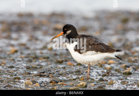 Huîtrier pie Haematopus ostralegus européen adulte en plumage non-reproduction sur une plage de galets Banque D'Images