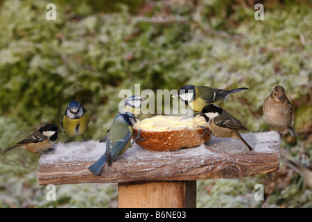 Les oiseaux qui se nourrissent SUR LE TABLEAU D'OISEAUX Banque D'Images