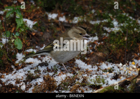 CHAFFINCH Fringilla coelebs femelle en récolter les graines au sol Banque D'Images