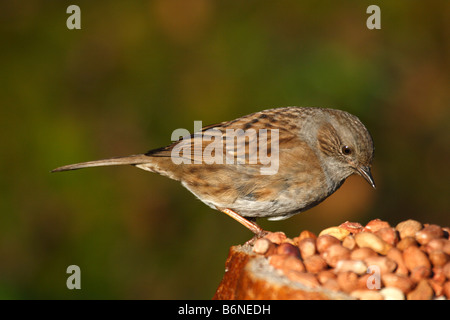 HEDGE SPARROW Prunella modularis alimentant À BIRDTABLE Banque D'Images