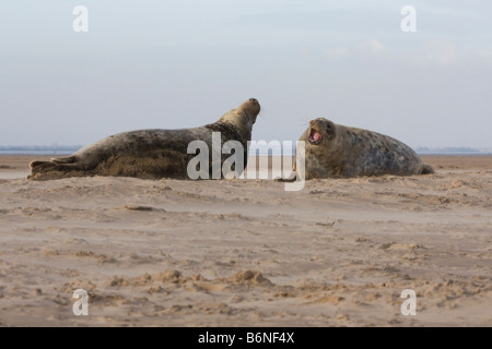 Le phoque gris ( Halichoerus grypus ) , deux mâles quadrature Off sur la plage à Donna Nook, Lincolnshire, Royaume-Uni Banque D'Images