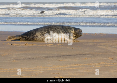 Le phoque gris ( Halichoerus grypus ) situé sur la plage de Donna Nook, Lincolnshire, Royaume-Uni Banque D'Images