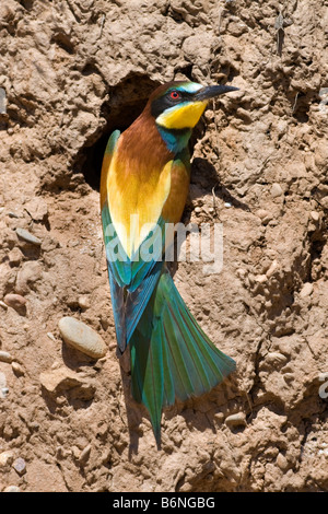 Eater Guêpier d'Europe Merops apiaster , , in nest Banque D'Images