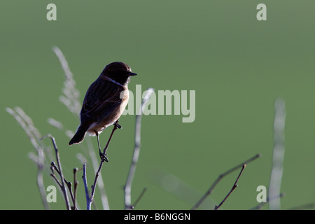 Saxicola torquata Stonechat rétroéclairé Banque D'Images