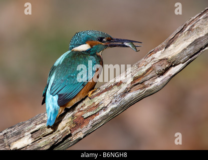 Kingfisher Alcedo atthis avec poissons Banque D'Images