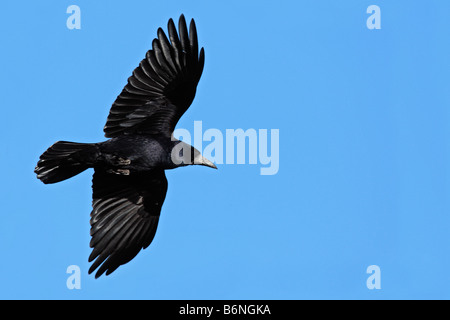 Grand corbeau Corvus corax en vol Banque D'Images