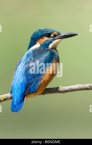 Kingfisher Alcedo atthis juvénile , , Banque D'Images