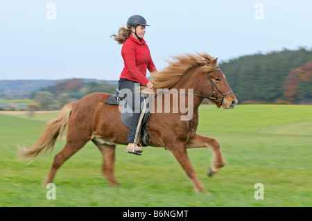 Fille d'un retour sur galopante 'Icelandic Horse' Banque D'Images