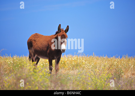 Donkey on Santorini Island Banque D'Images