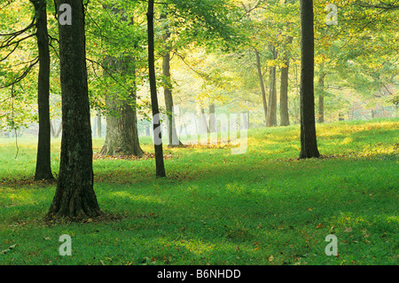 Jour Mid-Summer, forêt USA Banque D'Images