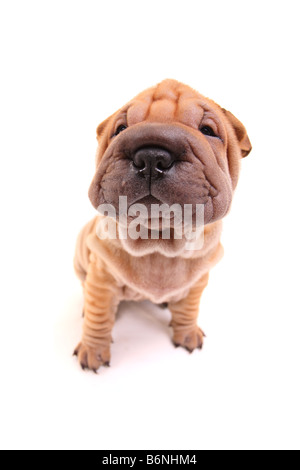 Chiot sharpei Banque D'Images