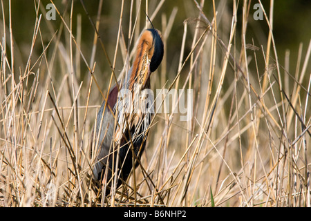 Nettoyage adultes elle-même le plumage dans des roseaux Banque D'Images