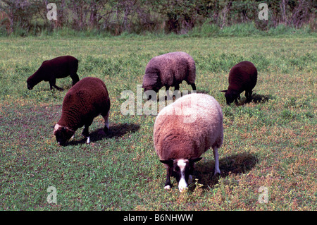 Troupeau de mouton noir, brun et blanc de moutons moutons paissant dans le champ, Salt Spring (Saltspring Island, BC), British Columbia Canada Banque D'Images