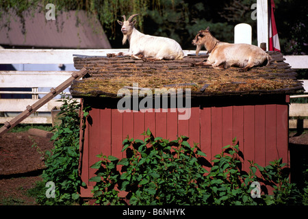 Des profils La Chèvre (Capra hircus) reposant sur le toit d'stable sur l'île Pender Nord British Columbia Canada Banque D'Images