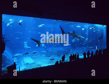 Fenêtre principale du réservoir (le plus grand aquarium fenêtre sur le monde) à Okinawa Churaumi Aquarium, au Japon. Réservoir contient 3 requins baleine Banque D'Images