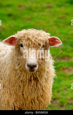 Lincoln Longwool rare race de moutons anglais Banque D'Images