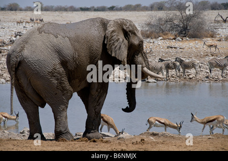 Etosha National Park Okaukuejo, jeu, Namutoni, Halali, Namibie, Afrique SW Banque D'Images