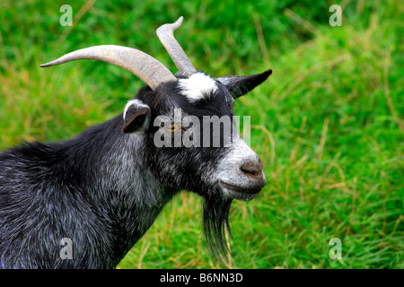 Anglais Rare Breed chèvres pygmées Portrait agricole domestique les animaux mammifères mammifères caprins bovins permanent ferme miniature Banque D'Images