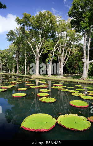 Nénuphars géants Victoria Amazonica Sir Seewoosagur Ramgoolam Botanical Gardens de l'Océan indien Maurice Pamplemousses Banque D'Images