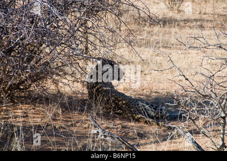 Okonjima, Wild fondation Africat, Namibie, Afrique SW Banque D'Images