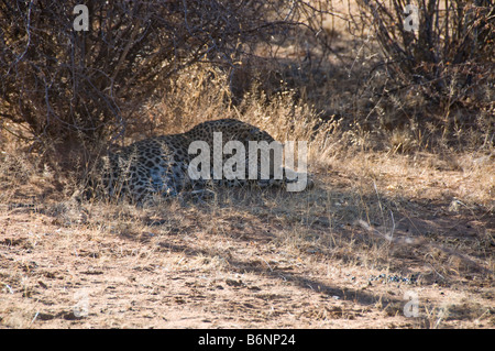 Okonjima, Wild fondation Africat, Namibie, Afrique SW Banque D'Images