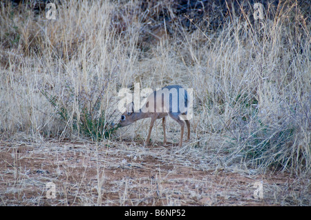 Okonjima, Wild fondation Africat, Namibie, Afrique SW Banque D'Images