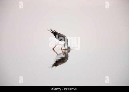 Black-winged Stilt alimenter en eau calme, Walvis Bay, en Namibie Banque D'Images