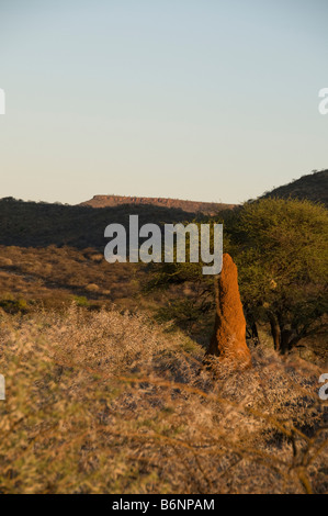 Okonjima, Wild fondation Africat, Namibie, Afrique SW Banque D'Images