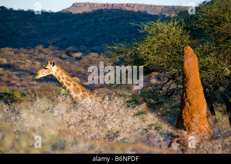 Okonjima, Wild fondation Africat, Namibie, Afrique SW Banque D'Images