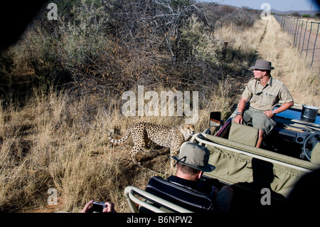 Okonjima, Wild fondation Africat, Namibie, Afrique SW Banque D'Images