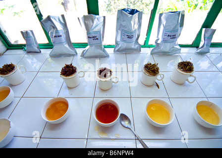 Dégustation du thé au thé Glenburn, Darjeeling, Inde Banque D'Images