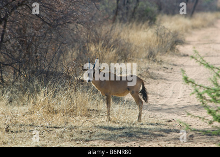 Okonjima, Wild fondation Africat, Namibie, Afrique SW Banque D'Images