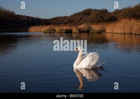 Cygne tuberculé Cygnus olor sur lagon saline réserve naturelle étang récupérée du sol industriel East Aberthaw Wales UK Banque D'Images