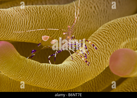 Un environnement plus propre, la crevette Periclemenes yucatanicus, sur les tentacules d'une anémone Condylactis gigantea, géant, Bonaire, des Caraïbes. Banque D'Images